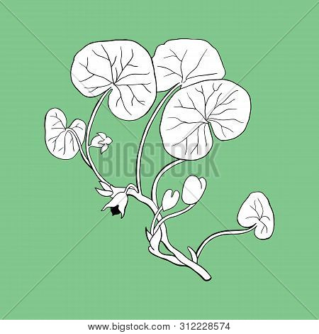 Illustration Of Asarum Europaeum. Plant On A Green Background. 
Realistic, Hand-drawn Illustration O