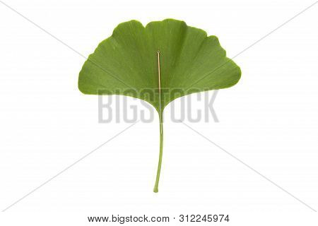 An Single Acupuncture Needle On A Green Ginkgo Biloba Leaf, Isolated On White Background