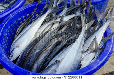 Thai Salted Fish Put Up To Dry On The Net, Food Preservation, Salted Fish Is Fish Cured With Dry Sal