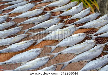 Thai Salted Fish Put Up To Dry On The Net, Food Preservation, Salted Fish Is Fish Cured With Dry Sal