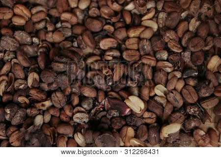 World Most Expensive Coffee Kopi Luwak In Indonesia.arabica Coffee Cutivation