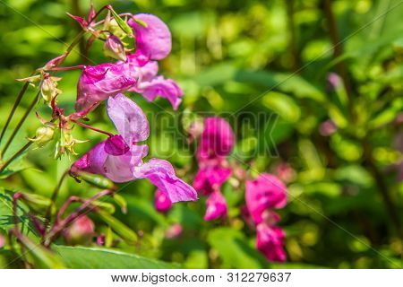 The Impatiens Glandulifera (the Policeman's Helmet) Blooming