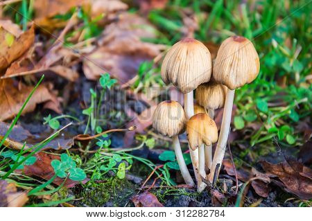 Autumn Scene With A Group Of Mushrooms Coprinellus Micaceus Among Dry Yellow Leaves And Green Grass.