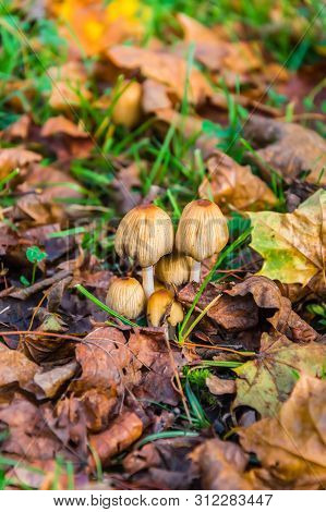 Autumn Scene With A Group Of Mushrooms Coprinellus Micaceus Among Dry Yellow Leaves And Green Grass.