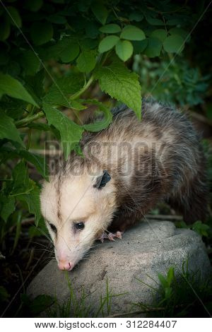 The Virginia Opossum, Didelphis Virginiana, In The Garden