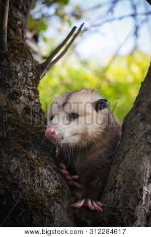 The Virginia Opossum, Didelphis Virginiana, In The Garden