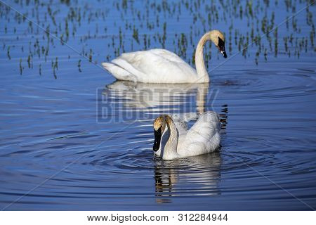Trumpeter Swans (cygnus Buccinator) In Yellowstone National Park, Wyoming, Usa