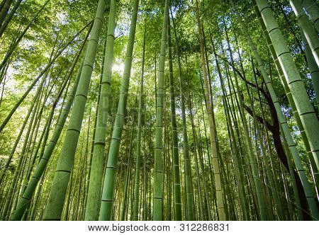 Sagano Bamboo Grove At Arashiyama In Kyoto, Japan. Sagano Bamboo Forest Is One Of The Most Beautiful