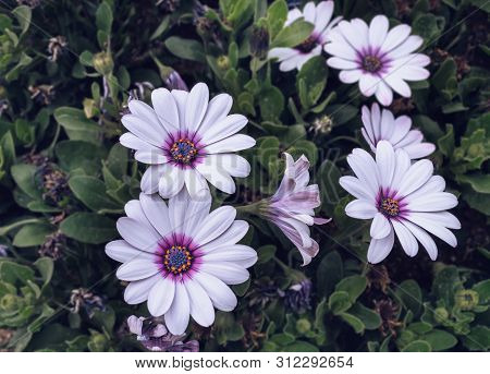 Close Up View Of White With Violet Center Osteospernum Or African Daisies