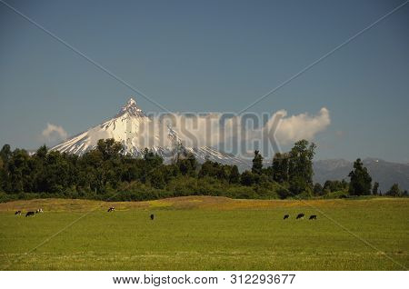 Sunny Day And Puntiagudo-cordón Cenizos Volcano Lake District, Southern Chile. Cows And Trees In Fro