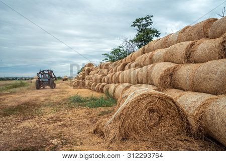 Agricultural Machinery In Beveled Gold Field Moves The Hay Bales After The Harvest Of Crops. Tractor