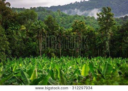 Vagamon, Kerala, India- 07 July 2019: Rural Landscape Common Banana Plantation In India