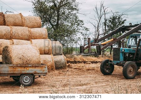 Agricultural Machinery In Beveled Gold Field Moves The Hay Bales After The Harvest Of Crops. Tractor