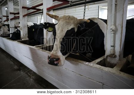Cows In A Farm Stall. Milch Cows During Milking At Barn. Black And White Cows Eating Hay In The Farm