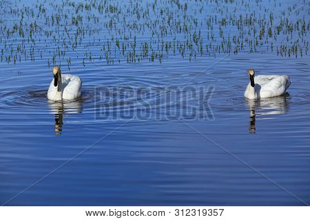 Trumpeter Swans (cygnus Buccinator) In Yellowstone National Park, Wyoming, Usa
