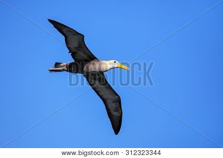Waved Albatross (phoebastria Irrorata) In Flight On Espanola Island, Galapagos National Park, Ecuado