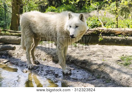 Artctic White Wolf Standing Near The Water