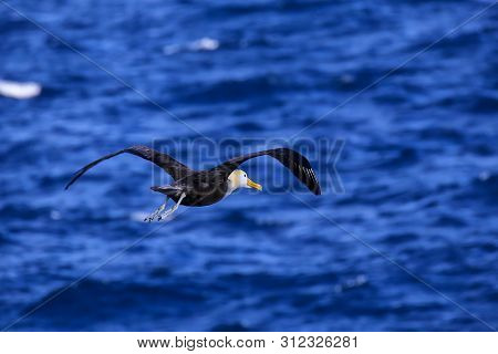 Waved Albatross (phoebastria Irrorata) In Flight On Espanola Island, Galapagos National Park, Ecuado