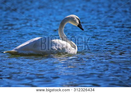 Trumpeter Swan (cygnus Buccinator) In Yellowstone National Park, Wyoming, Usa