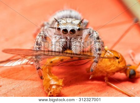 Immature Phidippus mystaceus jumping spider having lunch on a flying insect