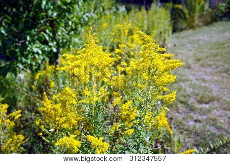 A European Paper Wasp (polistes Dominula) Alights Upon The Inflorescence Of Canada Goldenrod (solida
