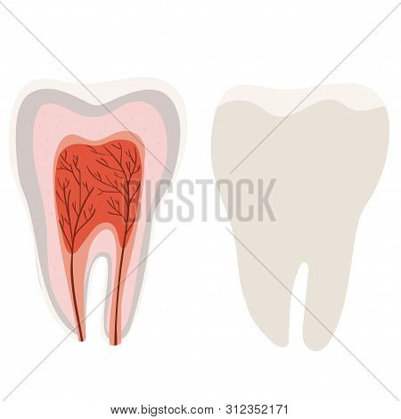 Tooth Structure Diagram Of The Incision Of The Tooth. Vector Image Isolated On White Background.