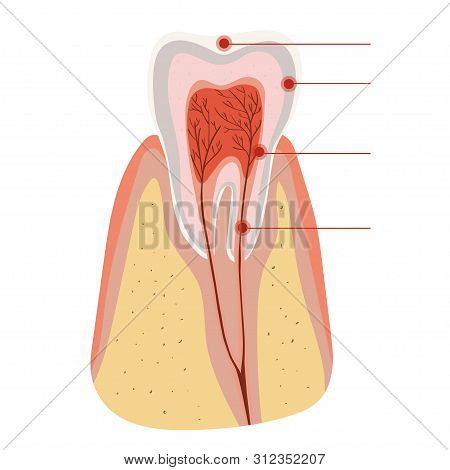 Tooth Structure Diagram Of The Incision Of The Tooth. Vector Image Isolated On White Background.