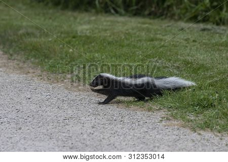 The Striped Skunk  (mephitis Mephitis)  Near The Human Dwelling.
