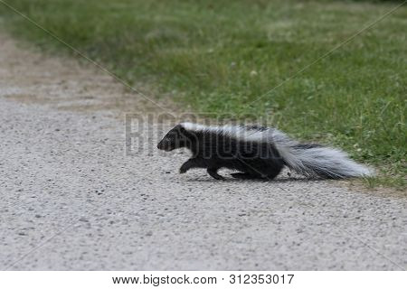 The Striped Skunk  (mephitis Mephitis)  Near The Human Dwelling.