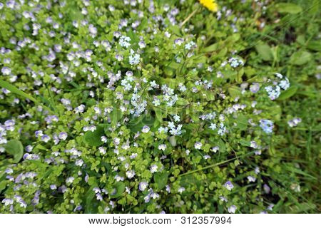 True Forget-me-nots (myosotis Scorpioides) And Slender Speedwell (veronica Filiformis), Also Known A