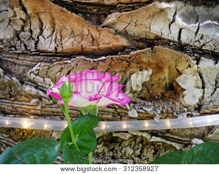Medium Wide Shot, Pink And White Bloming Rose With Chopped Wood In The Background