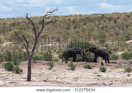 Elephants At A Water Hole In Khaudum National Park Namibia