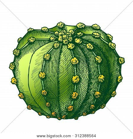 Bloomy Wild Desert Plant Cactus Hand Drawn . Round Flowered Succulent Cactus Exotic Nature Concept. 
