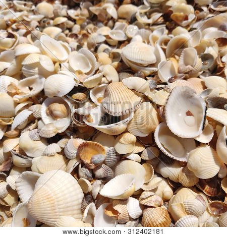 A Random Jumble Of Small Coloured Shells Are Washed Up On The Beach Just Waiting To Be Found And Sor