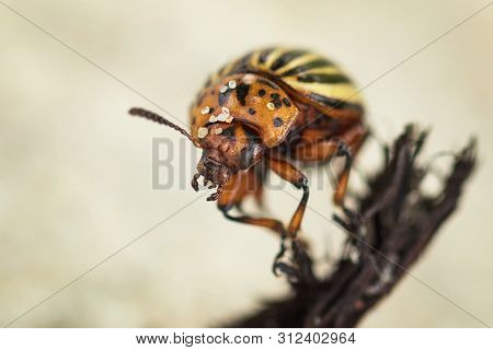 Colorado Potato Beetle Sitting On A Branch In Strong Wind