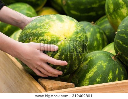 The Buyer Chooses A Watermelon.close-up Of A Womens Hand Holds, Selects A Watermelon In A Vetrine In