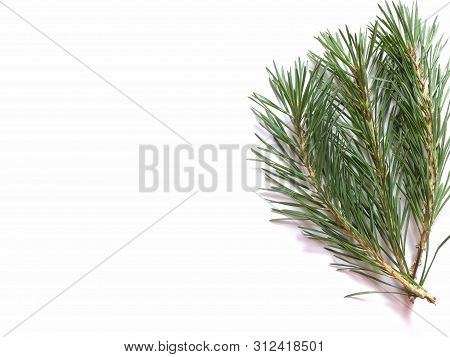 Green Branches Of Pine On A White Background