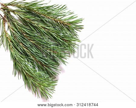 Green Branches Of Pine On A White Background