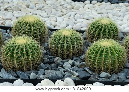 Green Cactus Plant, Natural Texture Background Concept, Copy Space