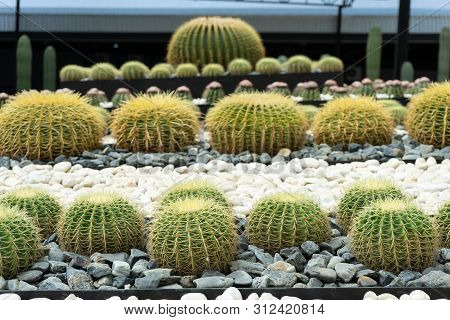 Green Cactus Plant, Natural Texture Background Concept, Copy Space