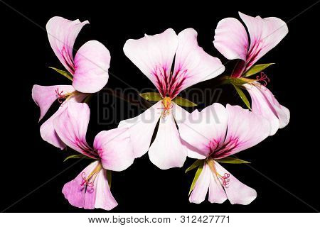 Geranium Lierre Simple Pink Flowers Isolated On Black Background
