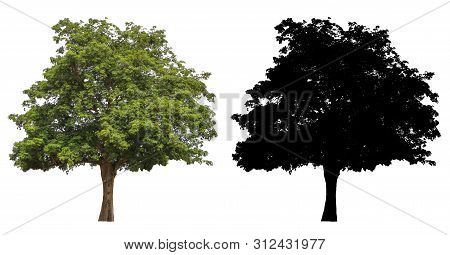 Natural Evergreen Leaves Tree With Black Alpha Mask Isolated On White Background.