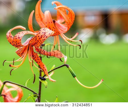 Orange Lily Flowers In Nature Green Background
