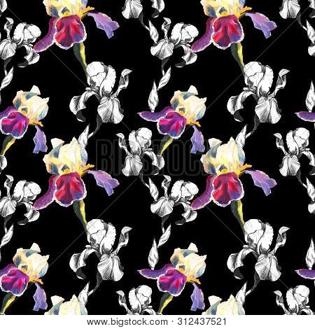Floral Seamless Pattern With Hand Drawn Ink And Oil Iris Flowers On Black Background. Flowers Lined 