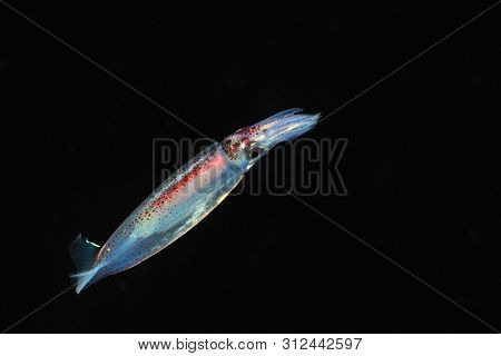 Bright Squid Is Swimming In The Night, Blackwater Dive Shot Of A Small Squid, Panglao, Philippines