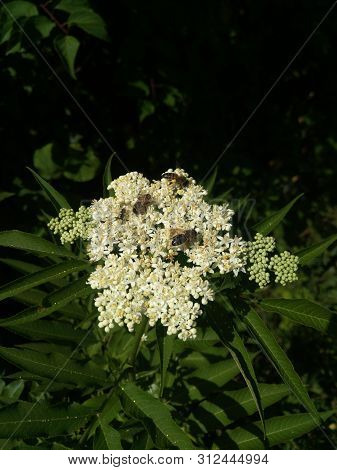 Three Bees And One Ant Collect Nectar On The Umbrella Of A White Flower, Dark Abstract Plant Backgro