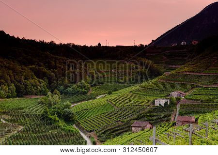 Grapes And Wine In The Italian Alps