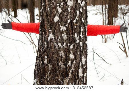 Birch Trunk Close-up In The Winter, Snow-covered Forest. Behind The Tree Is A Girl, It Is Not Visibl