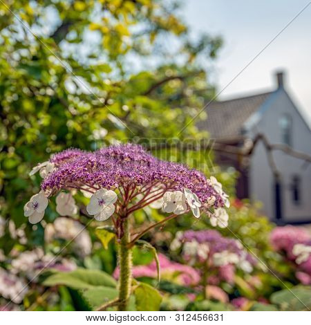 Square Image Of A White And Dark Pink Flowering Lacecap Hydrangea Plant In The Foreground Of The  Sm