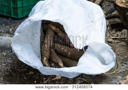 Cassava, Also Called Manioc, Yuca, Balinghoy, Mogo, Mandioca, Kamoteng Kahoy, Tapioca And Manioc Roo